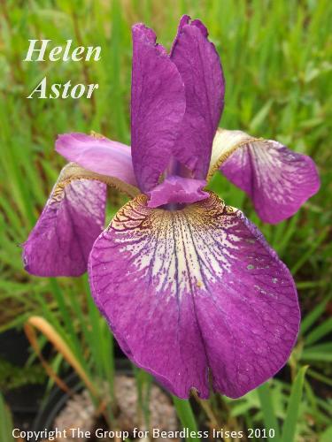 sib Helen Astor 